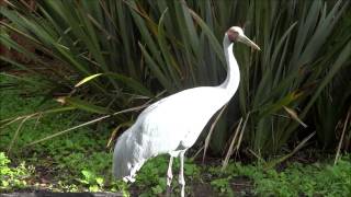 Brolga  Grus Rubicunda [upl. by Nyroc]