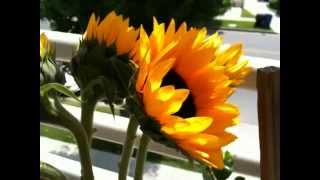 iPhone 3G S Video Test [upl. by Kleiman]