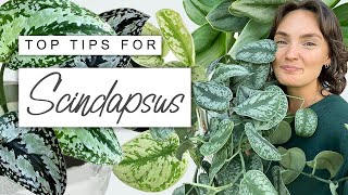 How To Make Your Scindapsus Flourish 🌿 TOP TIPS For Scindapsus Pictus [upl. by Sevart]