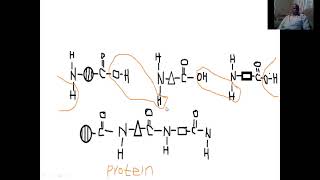 Organic chemistry formation of proteins and hydrolysis of proteins [upl. by Ssepmet101]