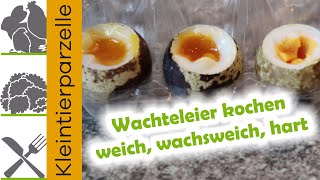 Wachteleier kochen  weich wachsweich hart gekochte Wachteleier [upl. by Jews]