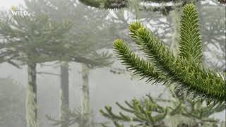 Araucaria araucana Nat Geo WILD [upl. by Aikin]