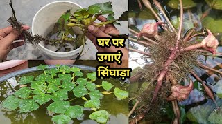 घर पर उगाएं सिंघाड़ा Grow water chestnut in pot at homesinghara ugaye [upl. by Ennovyhc]