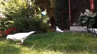 Witte postduiven white racing pigeons Delbar Tournier [upl. by Dulciana217]