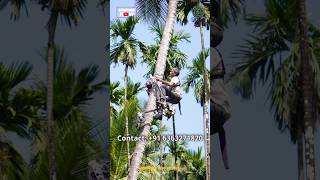 Amazing Coconut Tree Climbing Machine [upl. by Ecirtel]