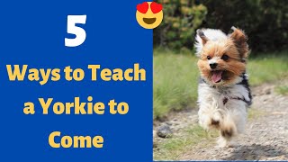 5 Proven Ways to Train a Yorkie to Come to You when You Call HimHer [upl. by Seward]