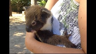 Heart Warming Moment Mum amp Joey Koala Reunite [upl. by Annabal]