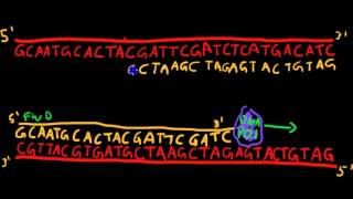 Primer Design for PCR [upl. by Ballman]