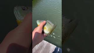 Bluegill in Candlewood lake [upl. by Laro]