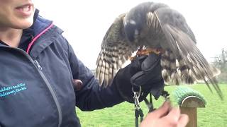 Training Lucy the Sparrowhawk [upl. by Eras503]