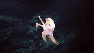 Dumbo Octopus Photobombs Seafloor Survey  Nautilus Live [upl. by Etam418]