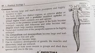 heteronereis classification habitat and comments zoology practical bsc1comments on heteronereos [upl. by Nahrut]