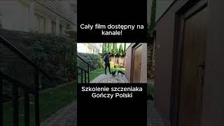 Szkolenie szczeniaka od podstaw 🐶 Gończy Polski 🐶 [upl. by Nilkcaj]