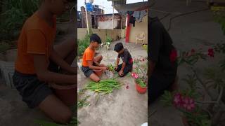 spider lily plants care tipsyoutubeshorts gardening lily caretips [upl. by Ydniahs]