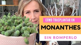 👩🏼‍🌾 Cómo trasplantar un Monanthes Polyphylla sin romperlo [upl. by Icat]