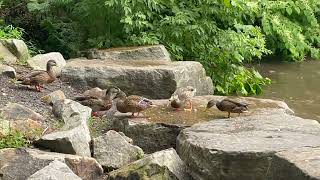 Lackawanna River Peckvile Pa Aug 25 2023 [upl. by Abra]