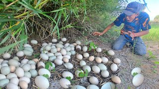 besr unique Collect lots of eggs and snails in the field handpicked by a fisherman [upl. by Aenej]