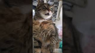 Cat Bites and Licks Owners Hand When they Pet Her  1192344 [upl. by Penelopa]