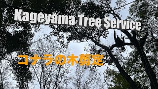 Pruning of Serrata Tree 剪定 コナラの木 kageyama Tree Service [upl. by Hettie]