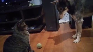 Optimus amp Arya  Cat Bullies Dog [upl. by Eneleahs591]