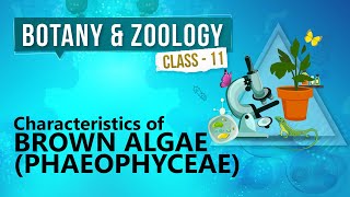 Characteristics of Brown Algae  Phaeophyceae   Kingdom Plantae  Biology Class 11 [upl. by Hsilgne622]