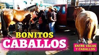 Entre Vacas Y Caballos Video Del Mercado De Animales [upl. by Feeney]