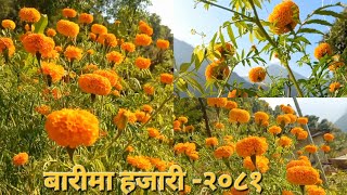 Beautiful Hazari Flowers are Flooming in The Garden Beafore Tihar Festival 2081 Beautiful Scene Cap [upl. by Brinna]