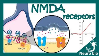 NMDA receptors  How do NMDA receptors work What happens when you block NMDA receptors NMDA in LTP [upl. by Roselane]