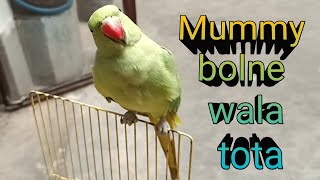 Mummy bolne wala tota parrot talking mummymithurajavlog23 [upl. by Edurtreg]