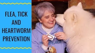 Protect Your Samoyed Dog From Fleas Ticks and Heartworm [upl. by Irrak735]