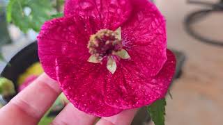 How many varieties of Abutilon flowering maple plants [upl. by Repip579]