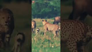 Tiger amazing attackTiger attack deer 🦌tigerfight [upl. by Christiano]