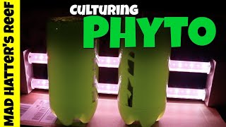 HOW TO Culture Phytoplankton [upl. by Yslek]