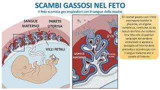 SCAMBI GASSOSI NEL FETO [upl. by Adnuahsor]