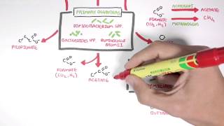 Starch Fermentation In the Digestive Tract [upl. by Drolet705]