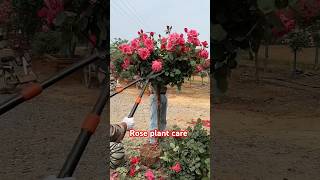 Rose plant care tips rose rosecaretips gardening rosecare plants gulabkaphoolgardencaretips [upl. by Garling]