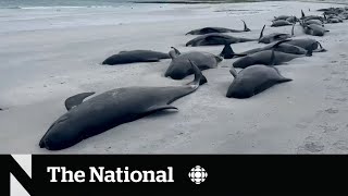 Stranded whales die on Scottish beach [upl. by Lon]