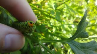 Papilio polyxenes osmeterium [upl. by Appleby]