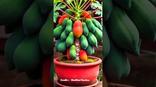 Growing papaya tree 🌿 shortsfeed fruitgarden [upl. by Adirem]