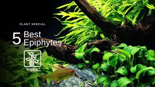 Top 5 Best Aquarium Plants to Attach to WoodRock [upl. by Aiuqram]