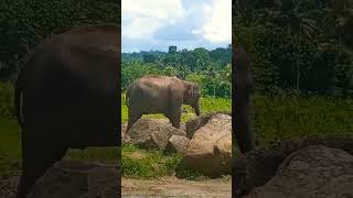 ELEPHANT 🐘 sri lanka 🇱🇰 pinnawala elephant fyp trending cute shorts [upl. by Bubb822]