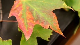 Verticillium Wilt on Trees [upl. by Bysshe830]