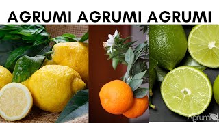 5 AGRUMI SQUISITI  AGRUMI LENZI [upl. by Arhez]