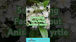 5 Amazing Facts About Aniseed Myrtle for Better Health  carecrash [upl. by Magen769]