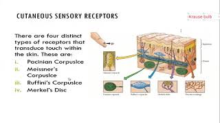 SOMATOSENSORY PHYSIOLOGY [upl. by Cirad]