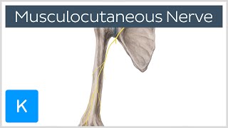 Musculocutaneous Nerve  Innervation amp Origin  Human Anatomy  Kenhub [upl. by Tillman]