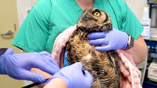 Student Opportunities at the Janet L Swanson Wildlife Hospital  CornellVet [upl. by Ahsein]