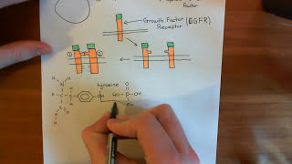 The Growth Factor Receptor and PI3K  AKT  mTOR Pathway Part 1 [upl. by Llenehs]