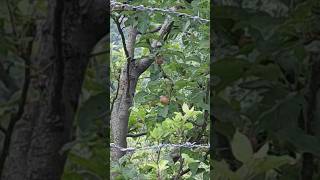 Apple Garden 🍎 Uttarakhand  Bhawali apple Garden  Uttarakhand Tour  Apple  Like and subscribe [upl. by Ardnohs]