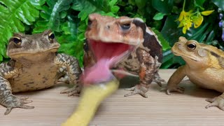 We are strong 💪🐍The struggle of the toads🐸 Japanese toad Japan stream toad [upl. by Ilehs784]